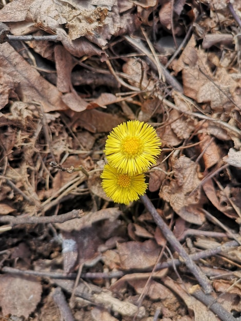 First spring yellow flowers from under the old autumn leaves of last year The concept of renewal