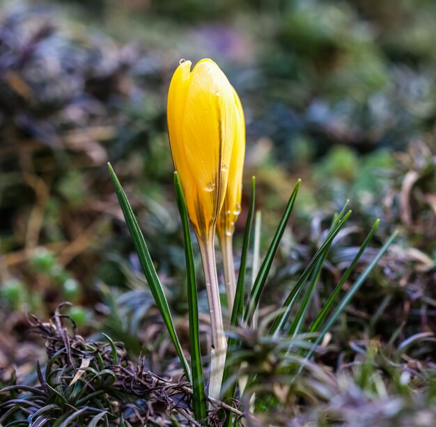 The first yellow crocuses with raindrops in the spring garden