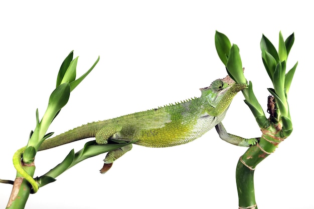 Fischer chameleon closeup with white background, Fischer chameleon closeup