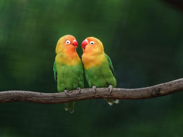 Fischer's lovebird