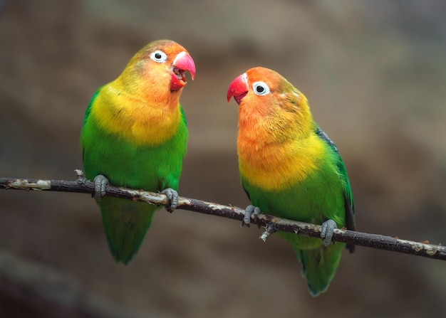 Fischers Lovebird