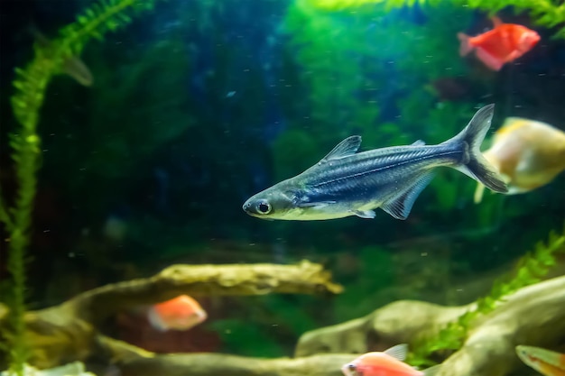 fish in aquarium aquarium with fish tropical fish swimming in aquarium