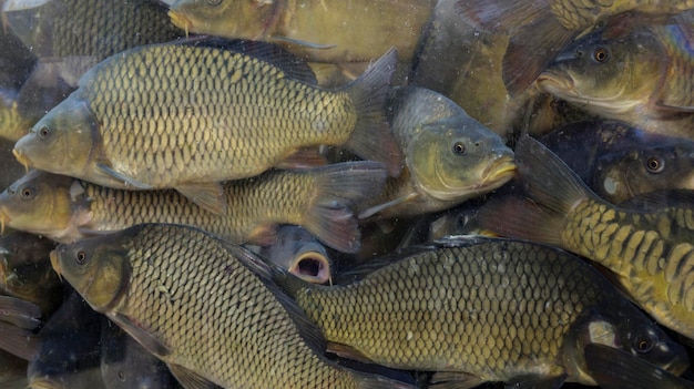 Fish in the aquarium carps in the aquarium