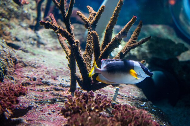 Fish in aquarium fish swimming in aquarium