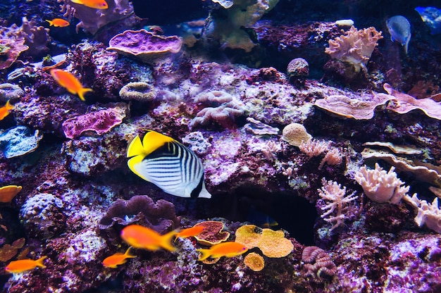 Fish in an aquarium on the red sea