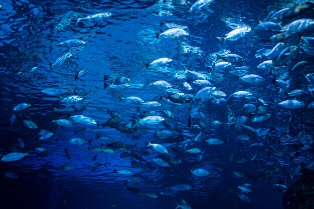 Fish at aquarium under water animals