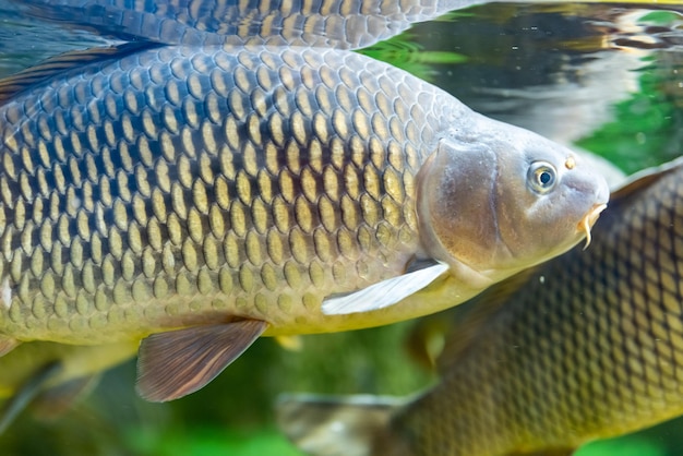 The fish carps. Sad fish in the aquarium. Animals in captivity. The close-up.