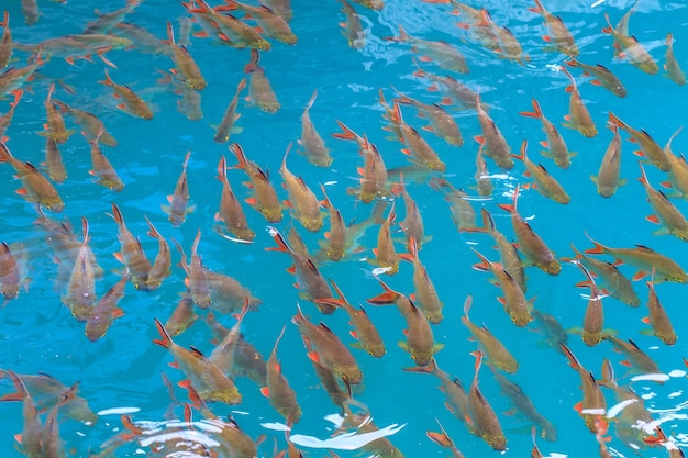 Photo fish in clear water view from above