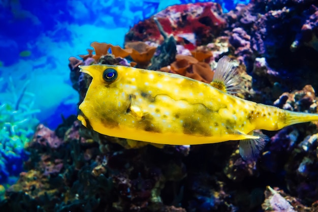 Fish Cowfish longhorn swimming in a large bright aquarium among the reefs