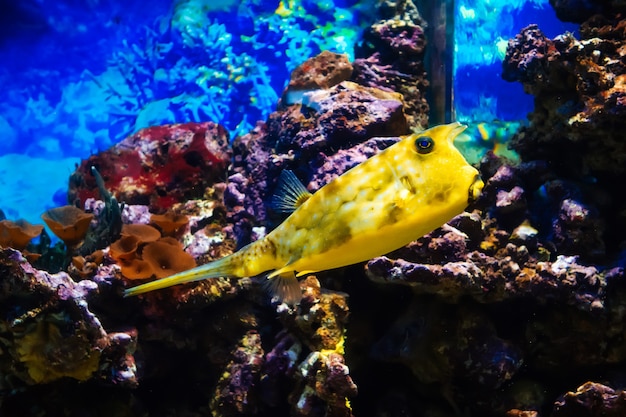 Fish Cowfish longhorn swimming in a large bright aquarium among the reefs