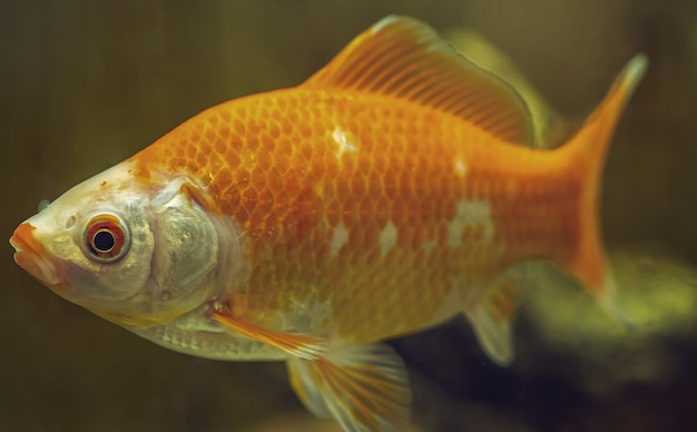 Fish from the Amazon basin