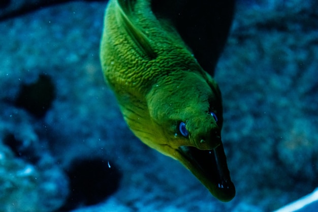 Fish Green Hymnothorax Gymnothorax funebris