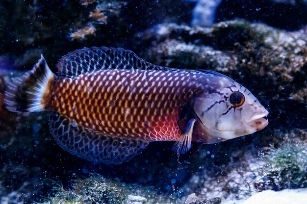 Fish Guban dragon Novaculichthys taeniourus