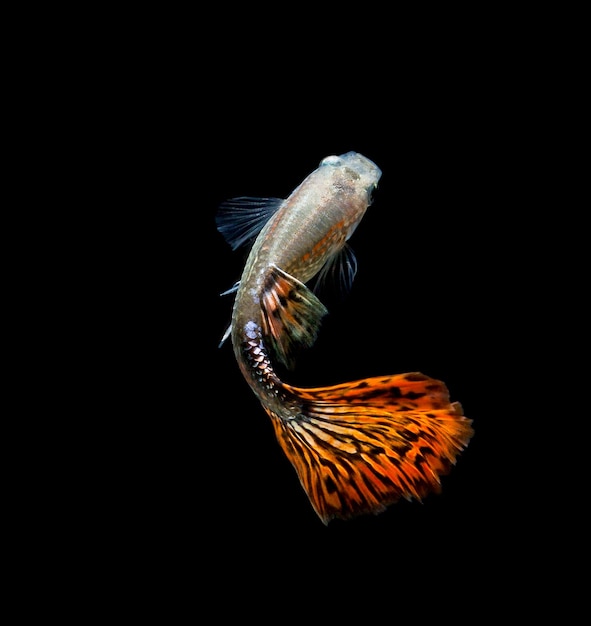 Fish guppy pet isolated on black background