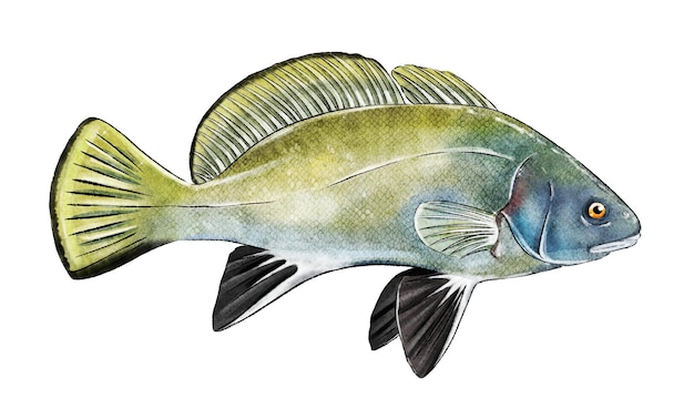 Fish hand drawn in watercolor and ink Delicious seafood Ideal for a restaurant menu or product label