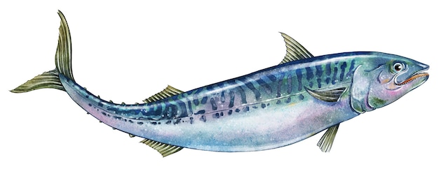 Fish hand drawn in watercolor and ink Delicious seafood Ideal for a restaurant menu or product label