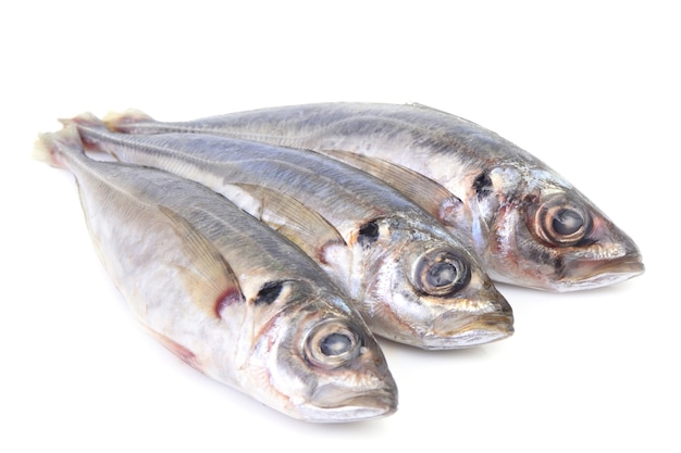 Fish horse mackerel