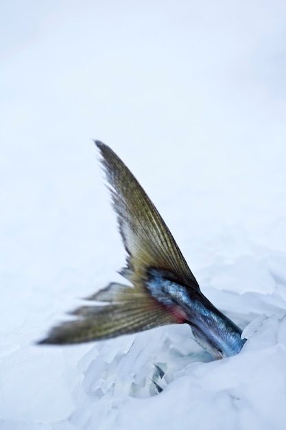 Fish in ice