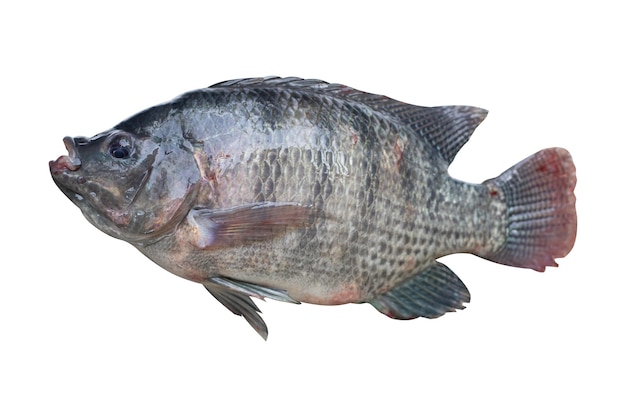 Photo a fish is shown on a white background