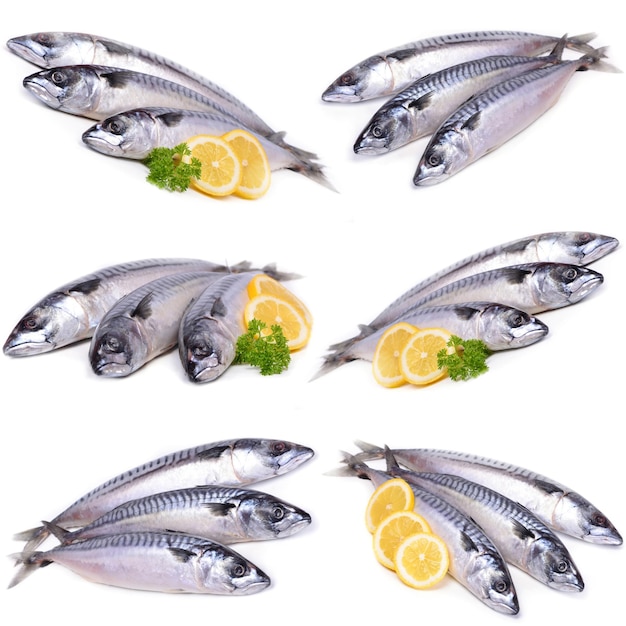 Fish mackerel