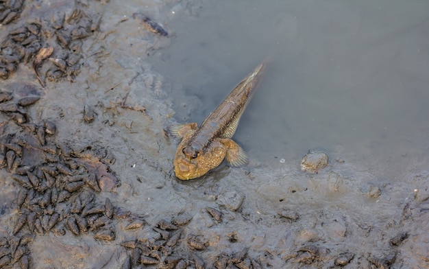 Fish at the mangrove forest