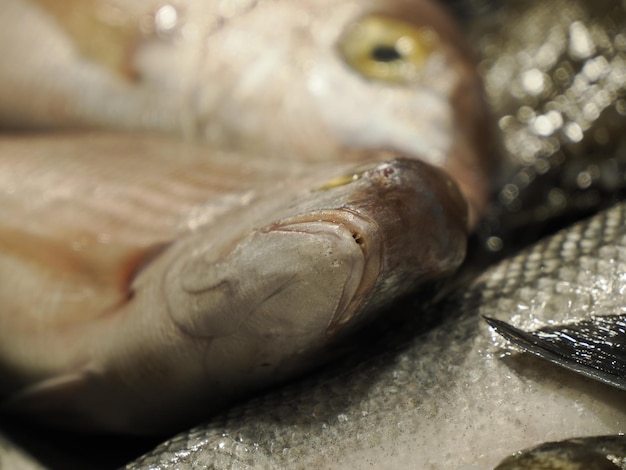 Fish market detail in Ortigia old wown siracuse Sicily