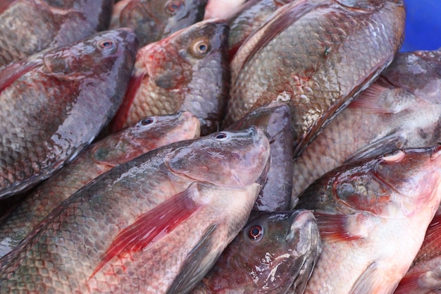 fish at the market