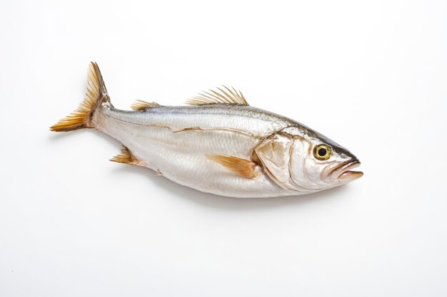 A fish out of water on a white background