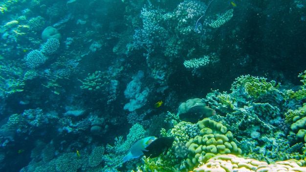 Fish parrot and coral reef