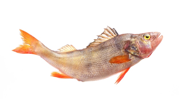 Fish perch on white background