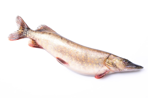 Fish pike on a white background