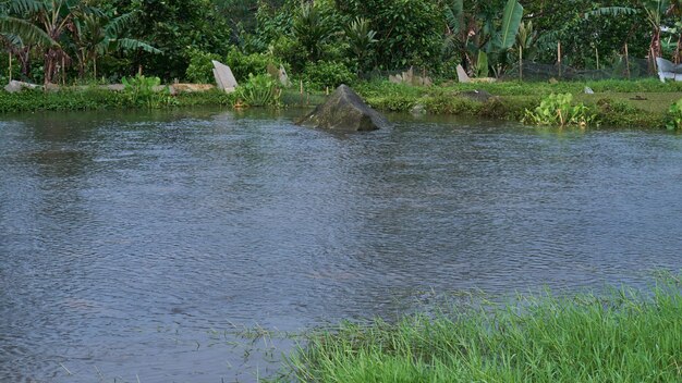 A Fish Pond of Clear and Fresh Waters