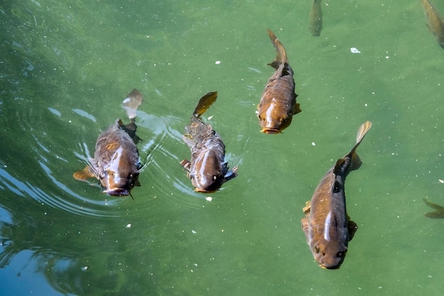 Fish in a pond with one of them has a tail that says'fish '