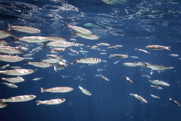 Fish School Underwater. Fishes underwater background.