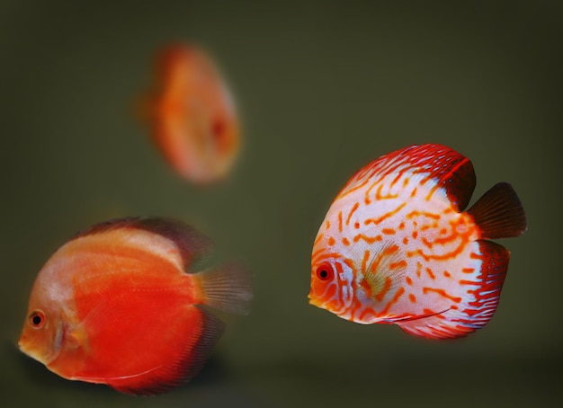 Fish swimming in aquarium