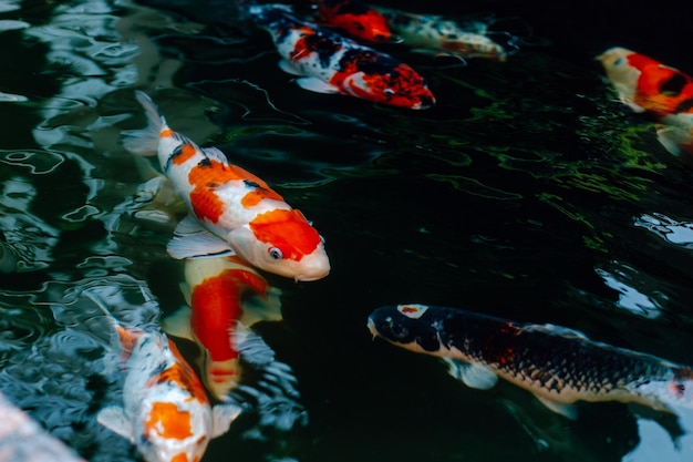 Fish swimming in the aquarium