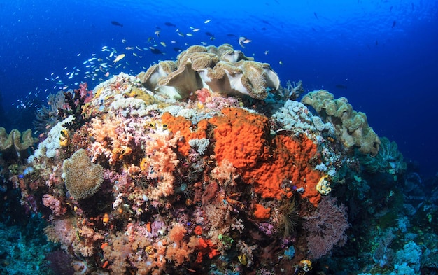 Fish swimming by coral reef in sea