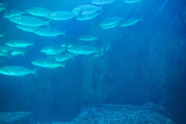 Fish swimming in a darkest tank