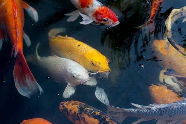 Fish swimming in pond