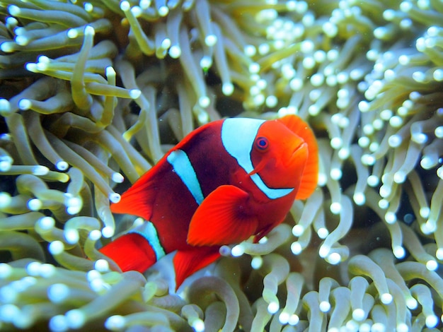 Fish swimming in sea