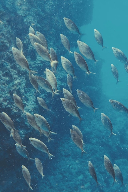 Photo fish swimming in sea