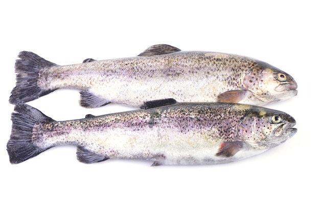 Fish trout on a white background