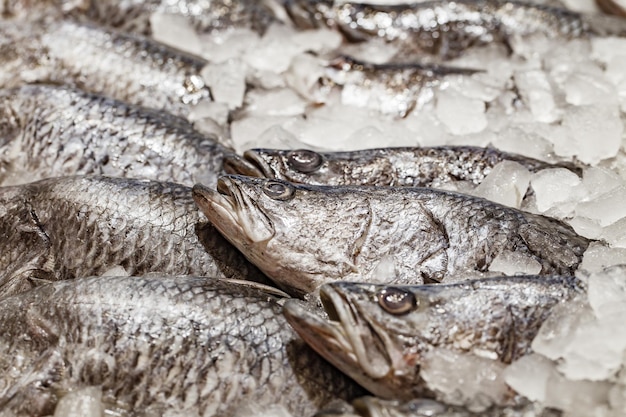 Fish whole fresh chilled on ice selective focus