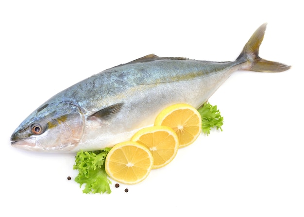 Fish yellowtail with lemon isolated