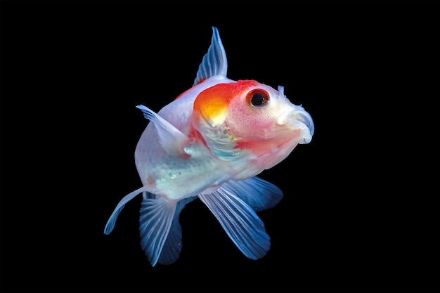 Fishbowl moveing with black background elegant fishbal with black background