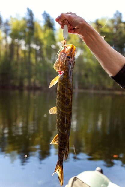 Fisherman hand with fish pike against background of beautiful nature and lake or river