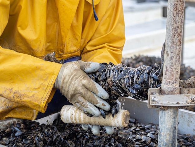 Fishermen embedding mussels in a rope for industrial seafood farming. Aquaculture concept.