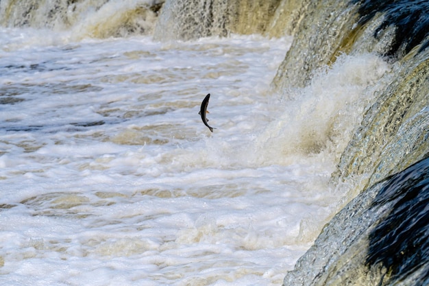 Fishes go for spawning upstream Vimba jumps over waterfall on the Venta River Kuldiga Latvia