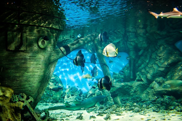 Fishes in Oceanarium