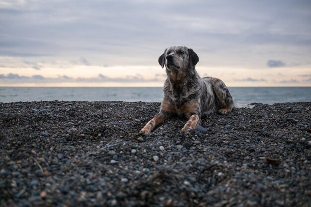 A fit and healthy dog resting on a beach